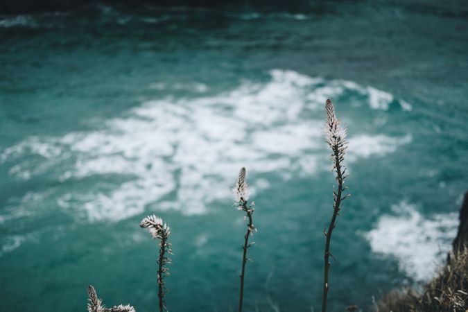 Wild flowers on sea background
