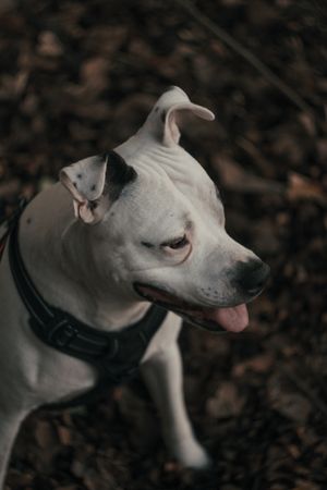 Happy amstaff dog spending time in street