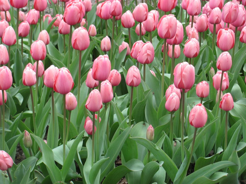 Pink Tulips