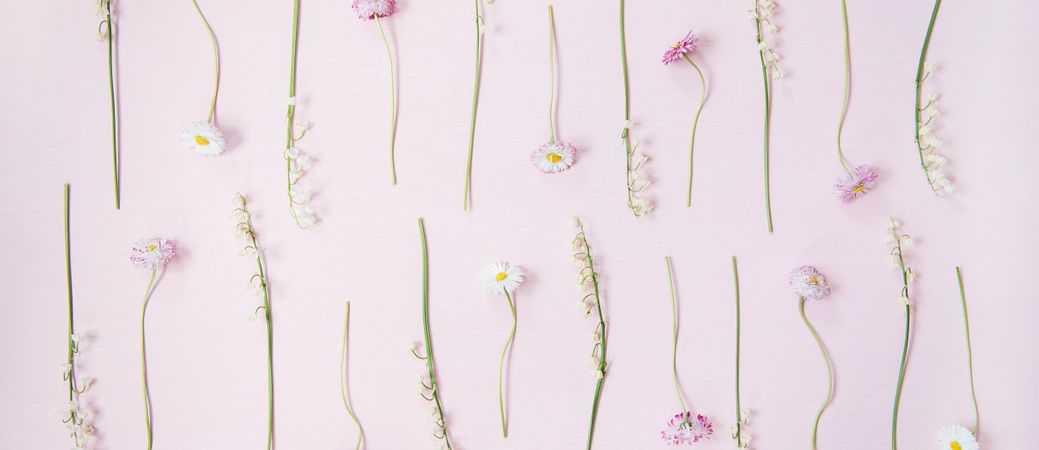 Lily of the valley flowers and daisies in delicate rows over pastel powder pink, wide composition