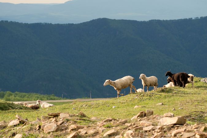 Flock of sheep moving on hillside with mountains