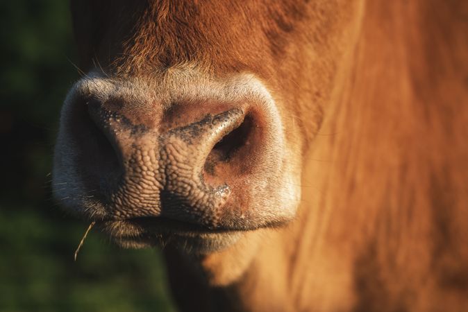 Cow snout close-up in sunlight