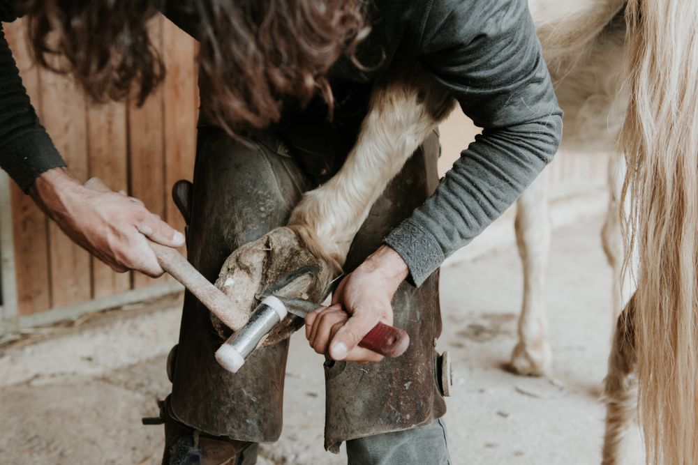 Man shoeing horse near stable
