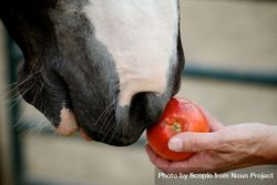 Person feeding apple to a horse 43V7r5