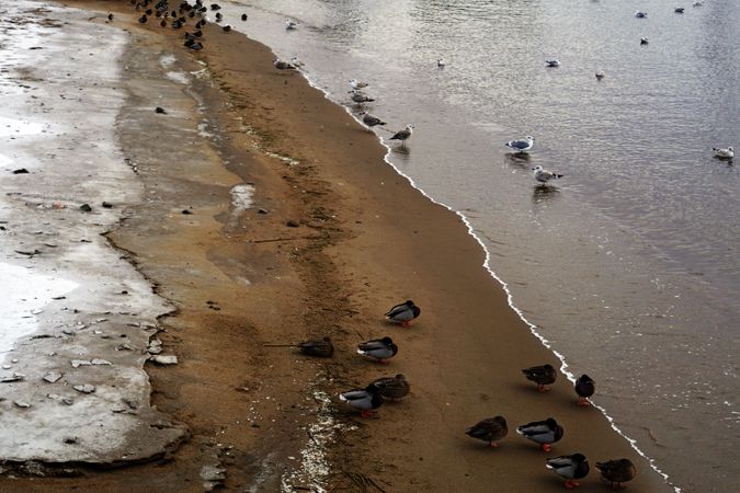birds on wet sandy shore on sunny day in beach