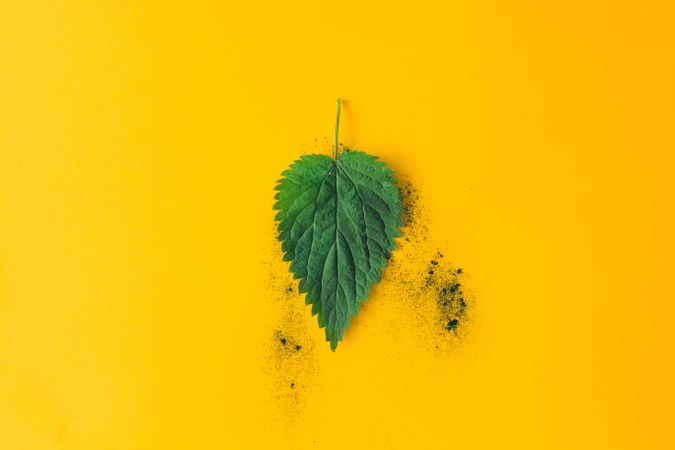 Green nettle leaf against yellow background with green dust