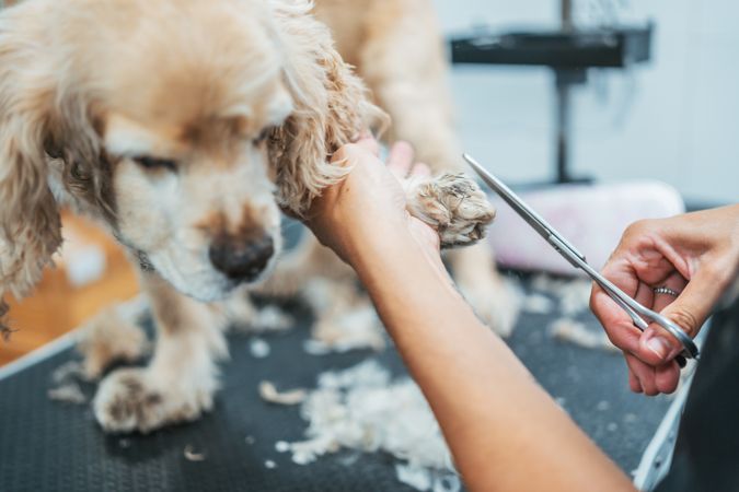 groomer shaving happy dog