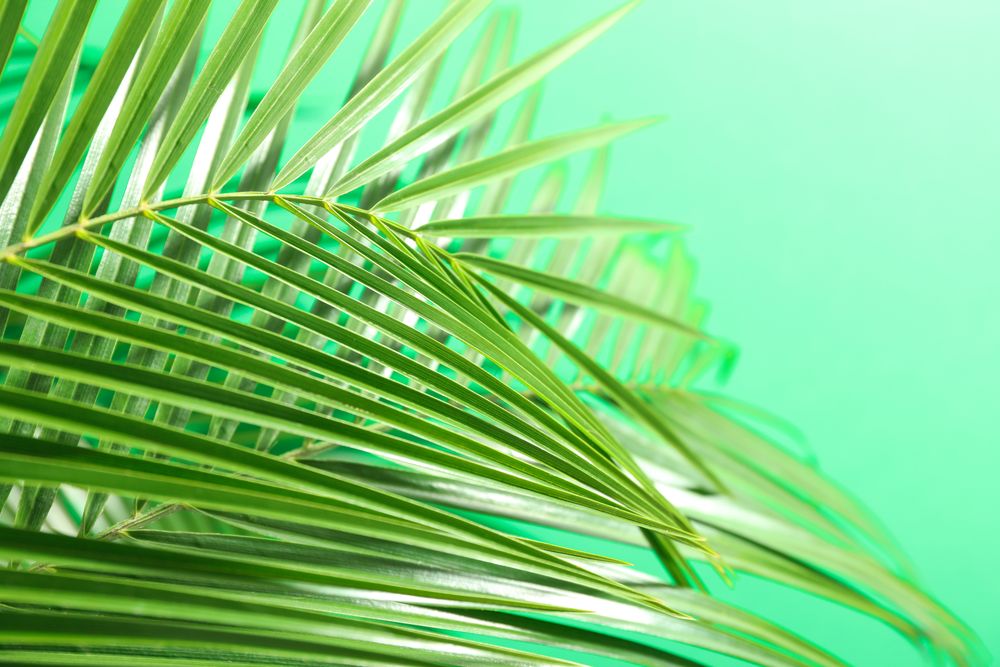 Beautiful palm leaves on color background, closeup and space for text. Exotic plant