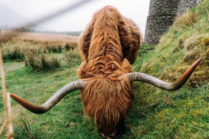 Big hairy yak pasturing on green meadow