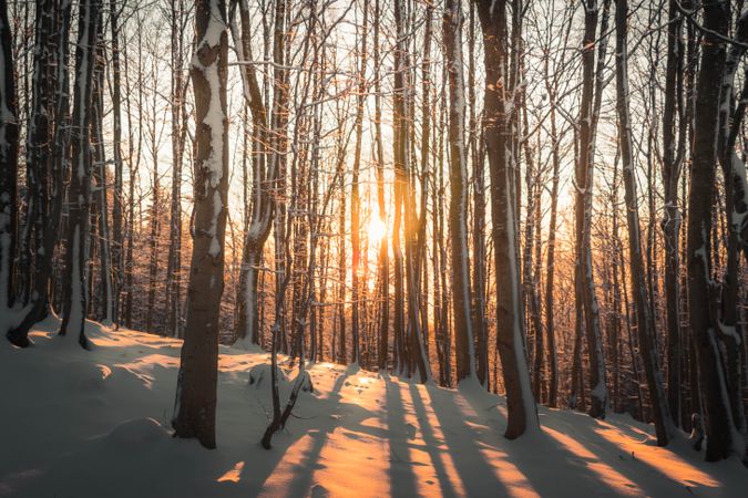 Sunset between bare snow covered trees