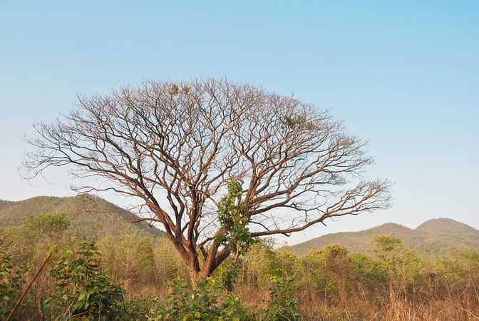 Branch of dead big tree in blue sky on mountain background