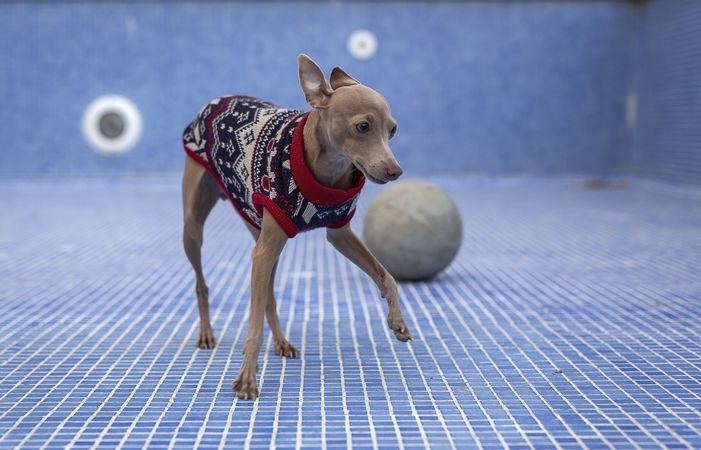 Italian greyhound dog playing in the pool with a ball