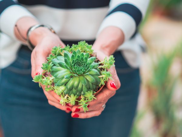 Female holding beautiful small cactus plant