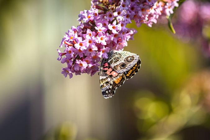 American lady butterfly hanging off pink flower, copy space