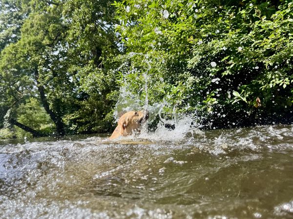 dog swimming and splashing in lake
