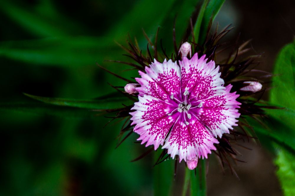 Delicate pink flower among leaves