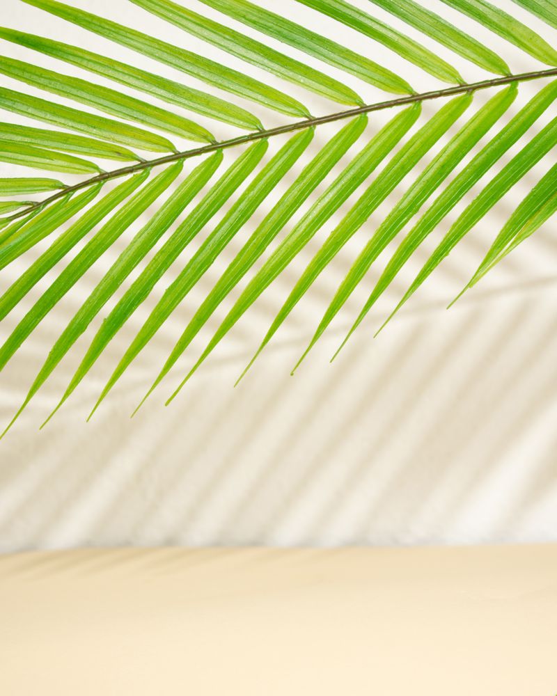 Palm leaf and shadow on a neutral beige background with copy space