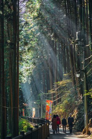 Back view of people walking in forest