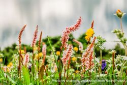 Colorful foliage and flowers in grass 5wNvR0
