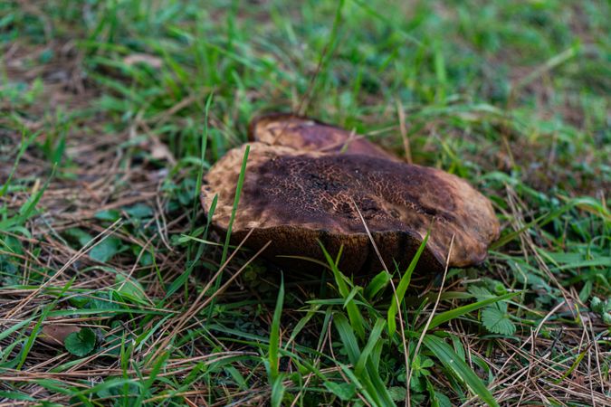 Non-Bitter Tylopilus in the forest