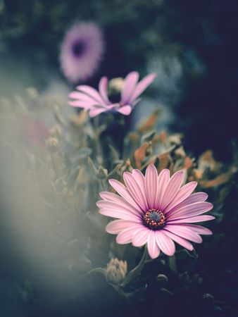 Pretty flower growing in garden