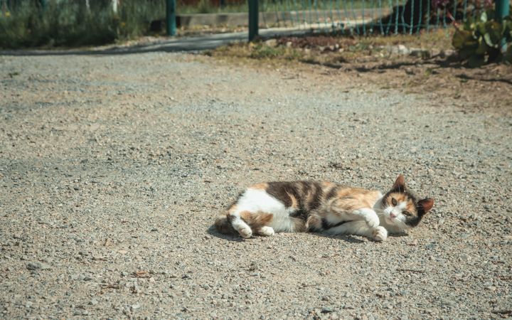 Cat