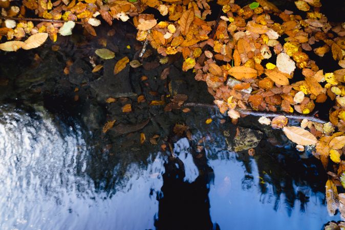 leaves close river in nature