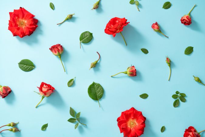 Creative arrangement of red flowers and leaves on pastel blue background