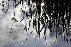Wild Rice reflected in water with sun on Big Sandy Lake