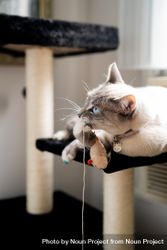 Cat laying on cat tree with mouse toy in its mouth 4Nyem5
