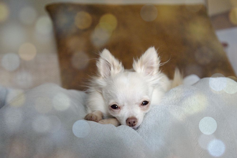 Light chihuahua lying on blanket