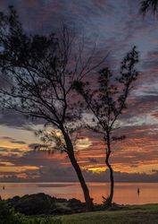 Two trees growing against a beautiful orange sky