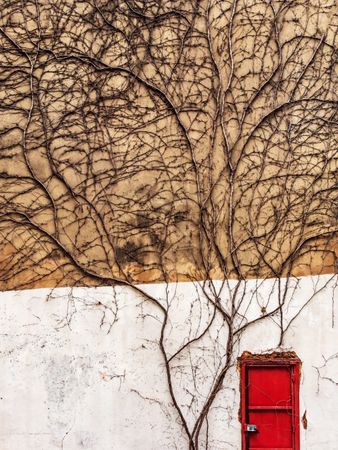 Minimalism. A bright red lonely door on a large old wall covered with ivy.