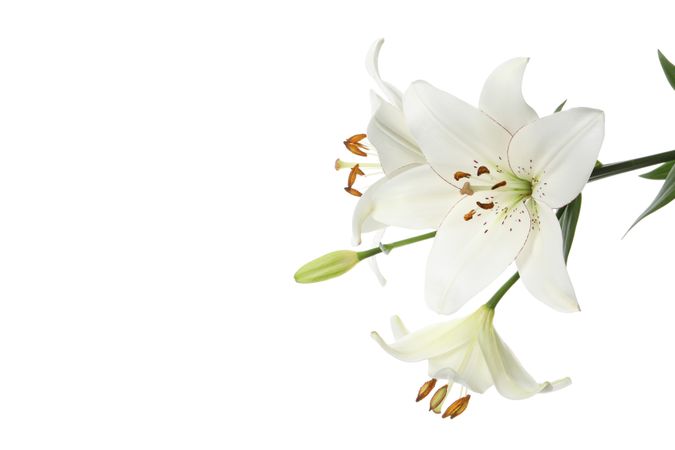 Concept of body care, flowers, isolated on light background