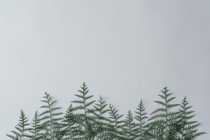 Forest made of thin branches on grey background