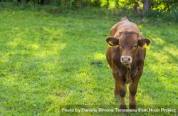 Brown calf on grassland 43m6Z0
