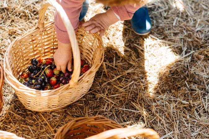 Child picking berries in wicker basket
