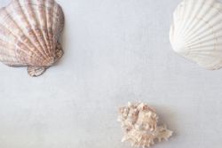 Seashells arrangement with text space on a grey background.