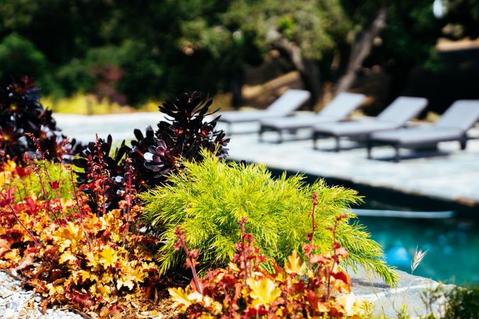 Colorful bed of succulents with a swimming pool and lounge chairs in the background