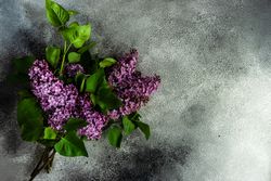 Spring floral card concept with branches of lilacs on grey background