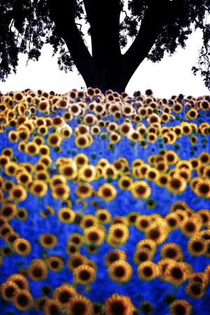 Yellow flowers with blue stems