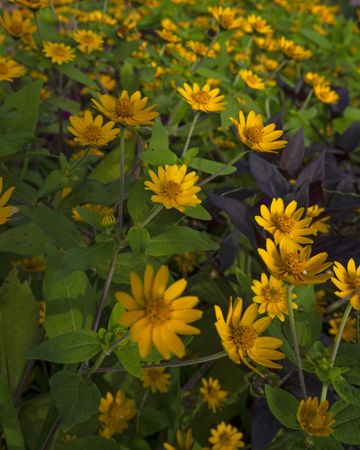 Yellow flowers in the garden