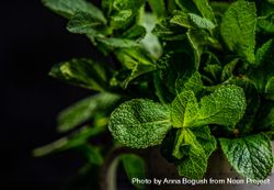 Close up of organic mint leaves 5r9Eg1
