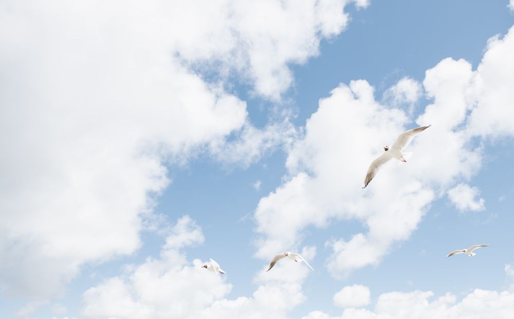 seagull flying on seaside on sunny with clouds day