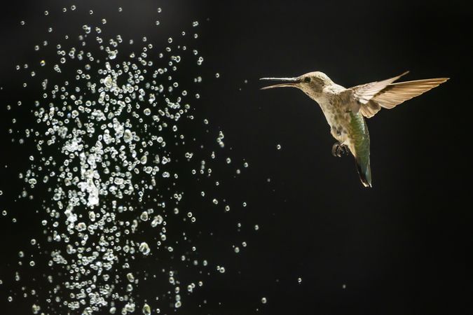 Hummingbird in Flight