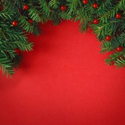 Christmas tree branches on red background
