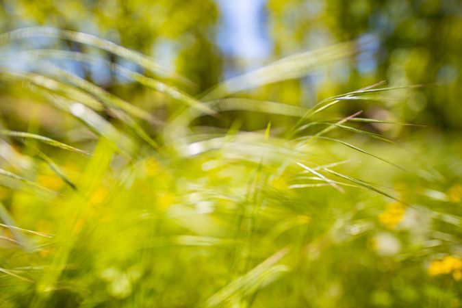 Blades of grass in a field with selective focus