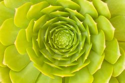 Beautiful Succulent Abstract