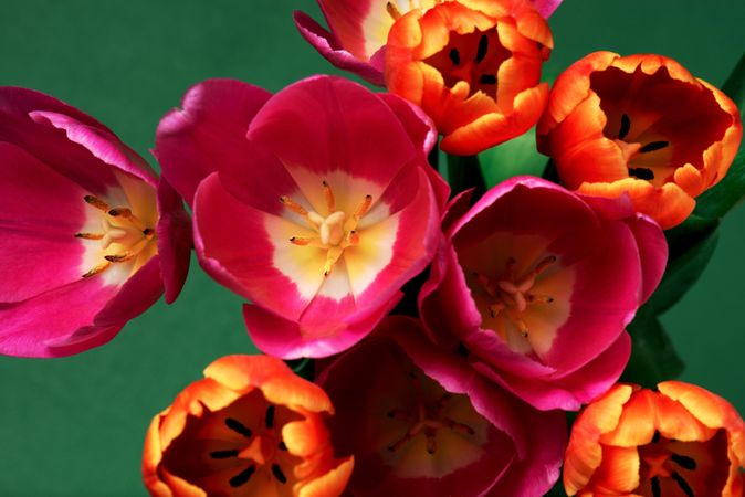 Close up top view of colorful tulip bulbs