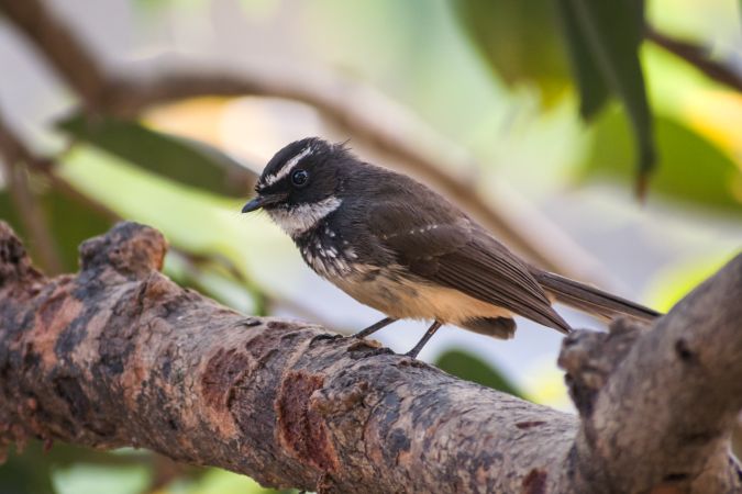 A Spotted Fantail sitting on a branch on a tree in Mumbai, India